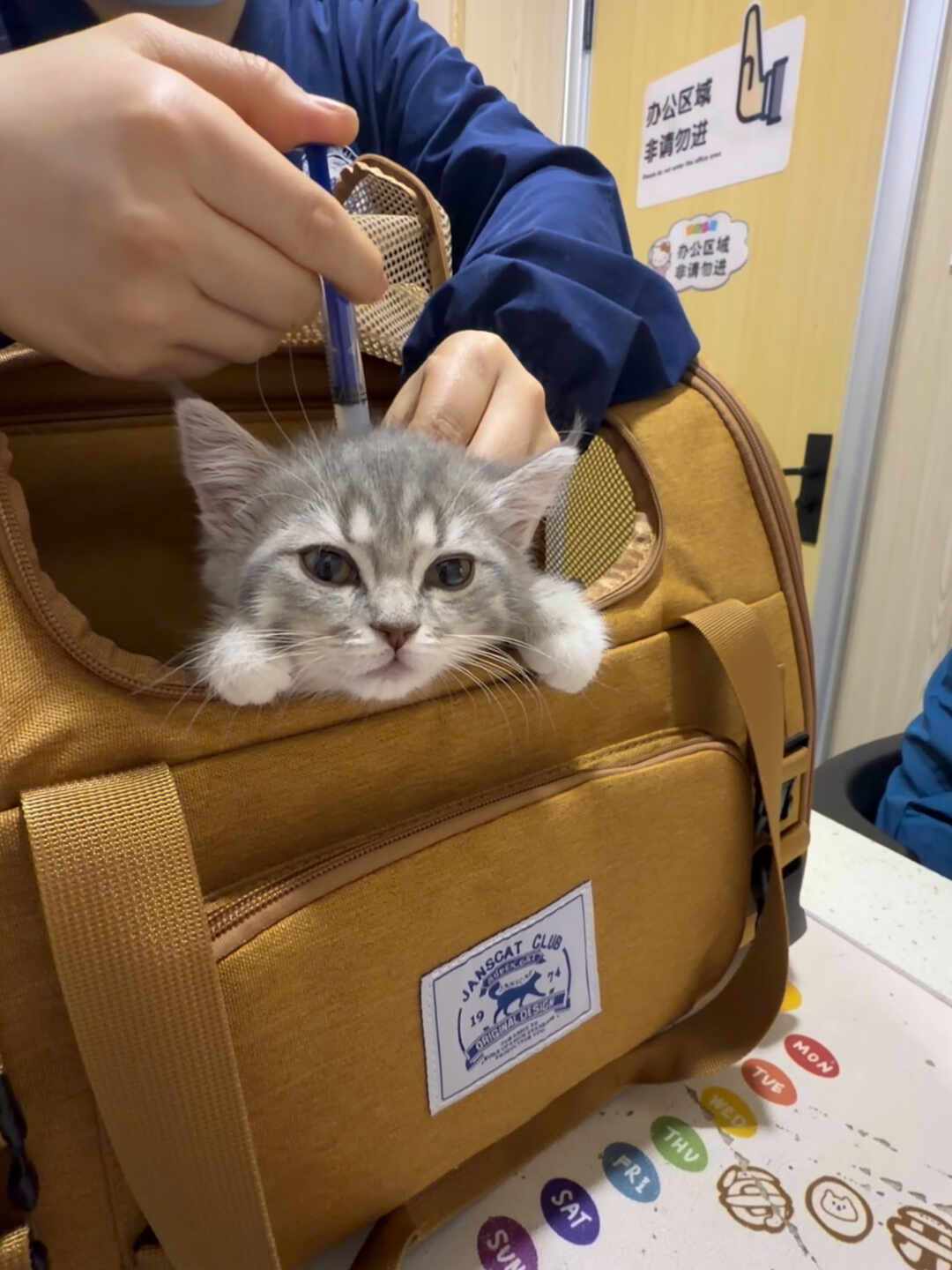 被猫咬了先按住一小时?全网流传的治咬人偏方,放到行为学面前逐个验尸