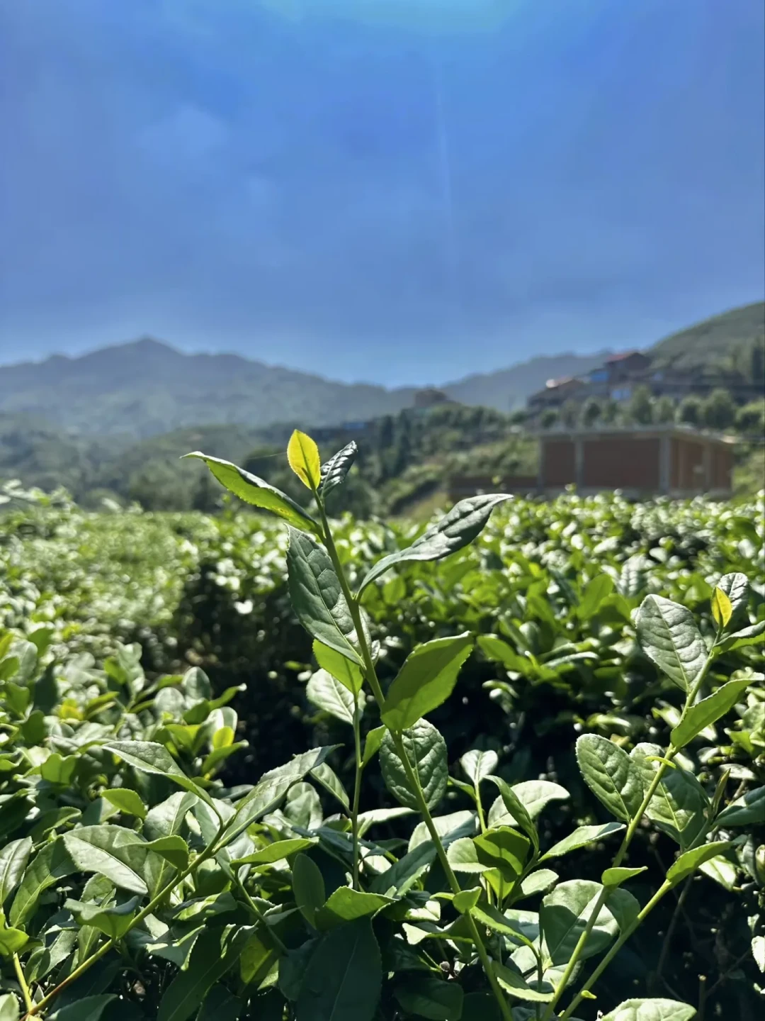 八马铁观音的秋茶，要等吗？中秋在前、新秋在后——口粮茶的档位、工艺和渠道一次算清