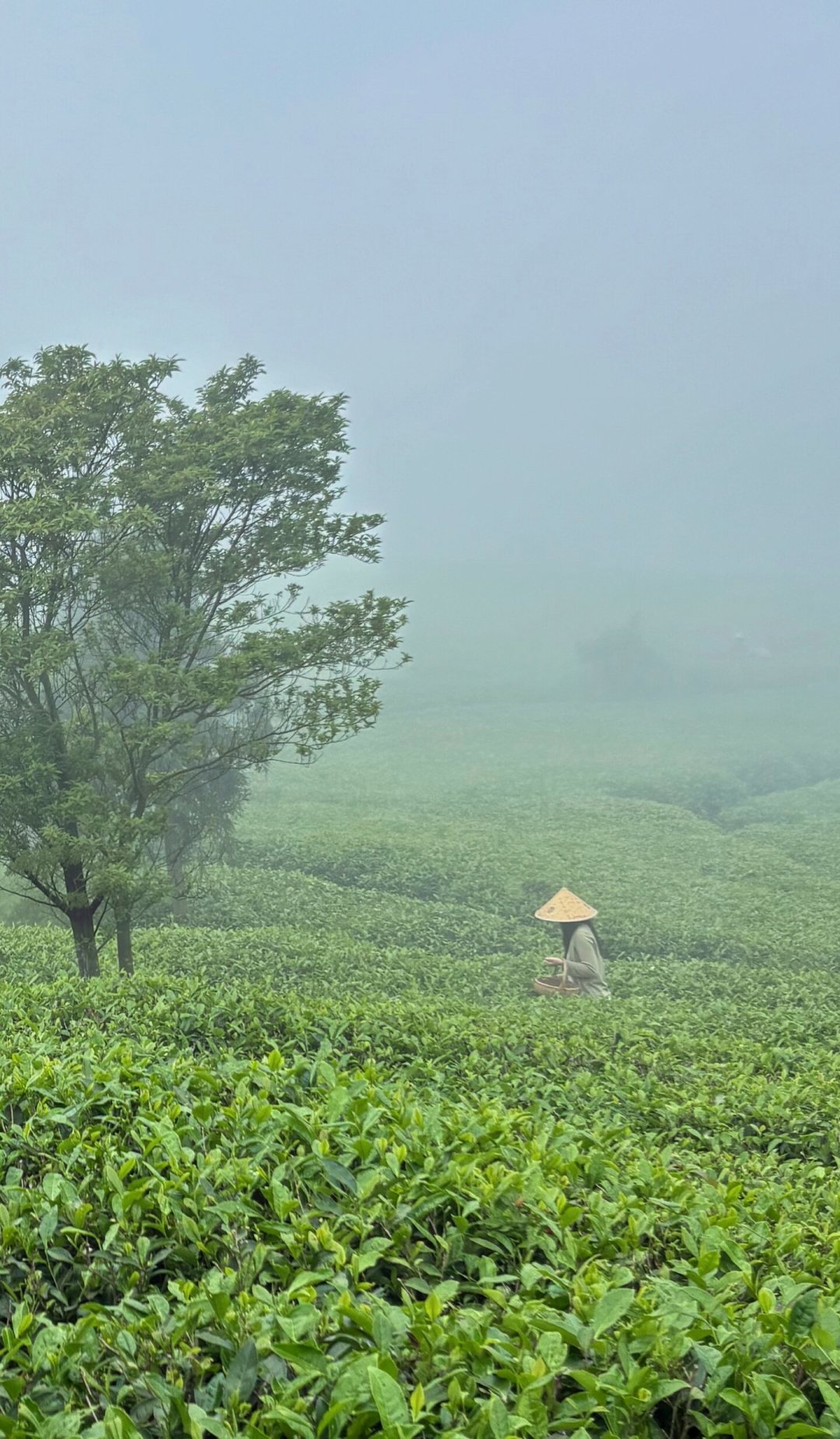 秋茶开采在即,想去福鼎逛茶山?我把绿雪芽庄园的碎片信息整理成了这篇攻略