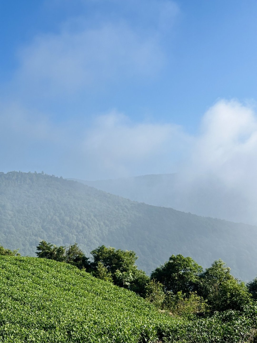 秋茶开采在即,想去福鼎逛茶山?我把绿雪芽庄园的碎片信息整理成了这篇攻略