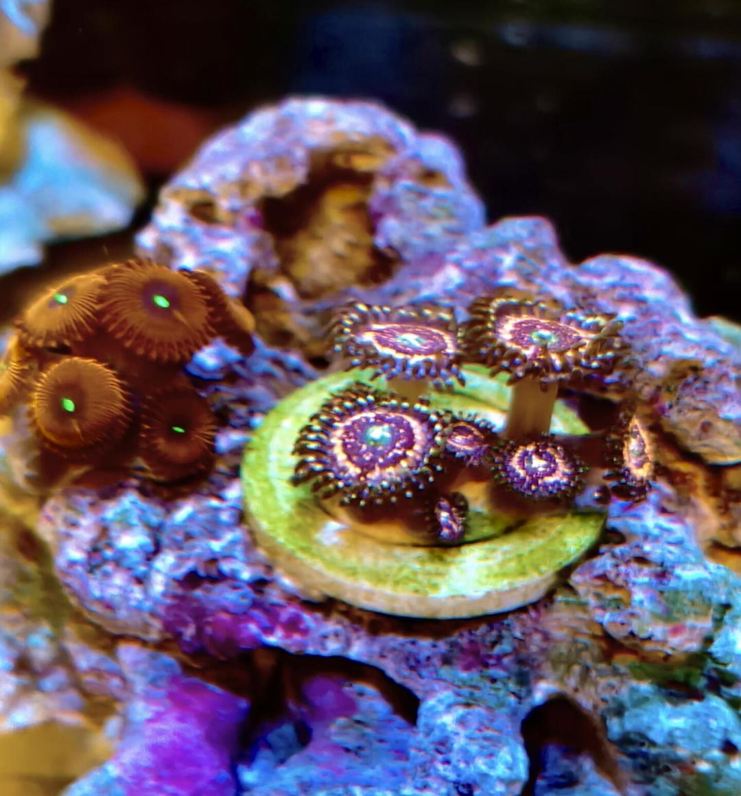海缸里这层褐色“鼻涕”,越治越凶的往往是你自己:翻遍全网甲藻治理记录,我把评论区吵翻的方法分成了三档