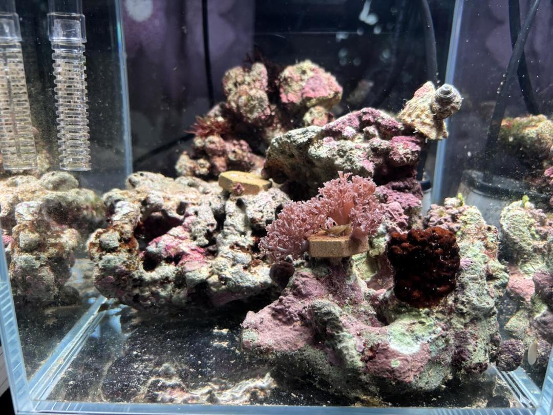 海缸里这层褐色“鼻涕”,越治越凶的往往是你自己:翻遍全网甲藻治理记录,我把评论区吵翻的方法分成了三档
