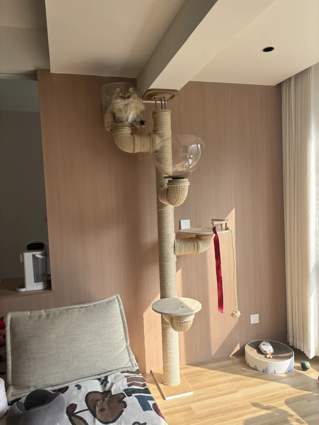 花几百块买的自动逗猫器,猫却钻进了纸箱:猫咪丰容到底该花多少钱