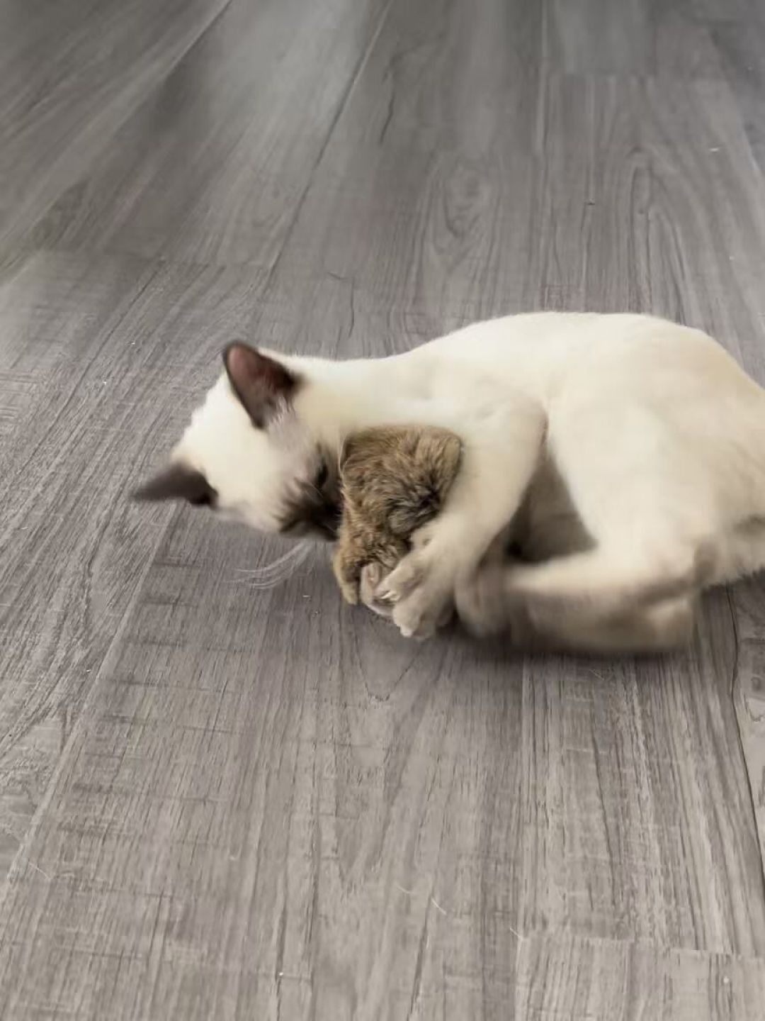 花几百块买的自动逗猫器,猫却钻进了纸箱:猫咪丰容到底该花多少钱