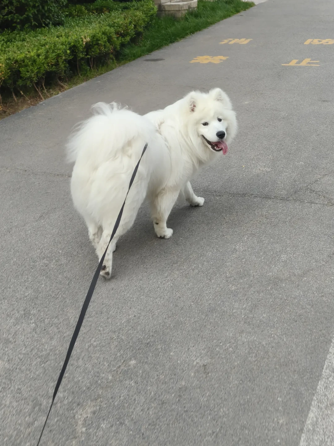 苏州咬童事件后,中大型犬主人最该看清的一件事:牵了绳但牵不住,等于没牵