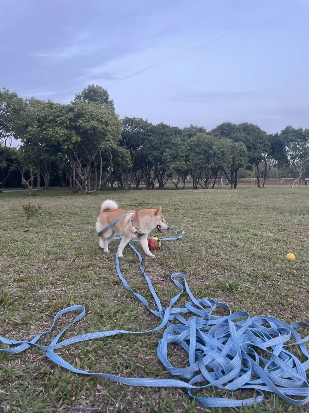苏州咬童事件后,中大型犬主人最该看清的一件事:牵了绳但牵不住,等于没牵