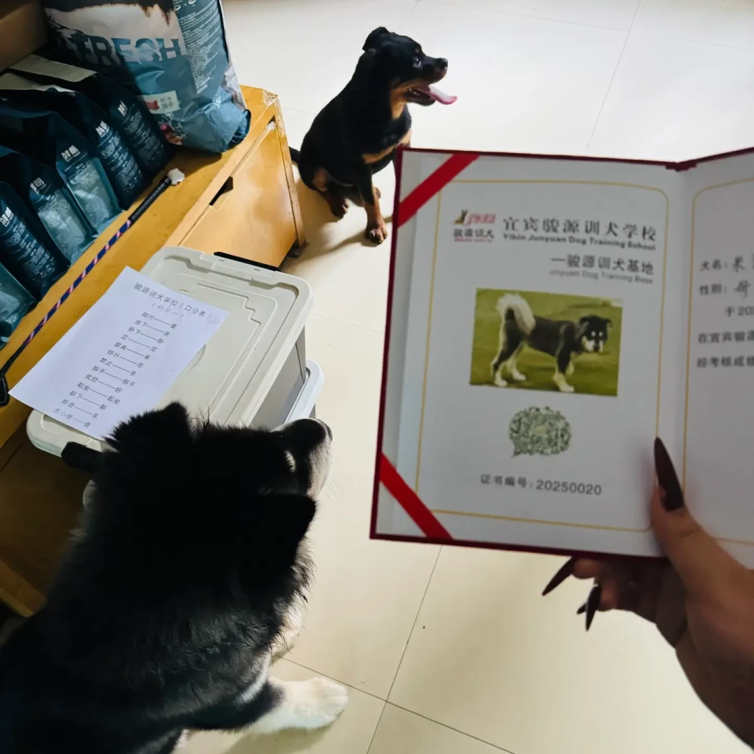 阿拉斯加寄养2天后离世:想送狗去