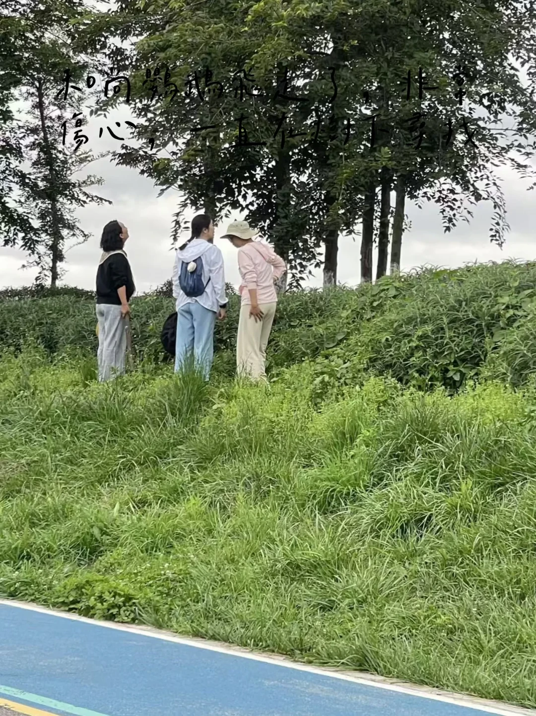 鹦鹉飞丢了,最坏的不是没找到,而是你一直在追:翻完8月的找回记录帖,黄金窗口期就做这几件事