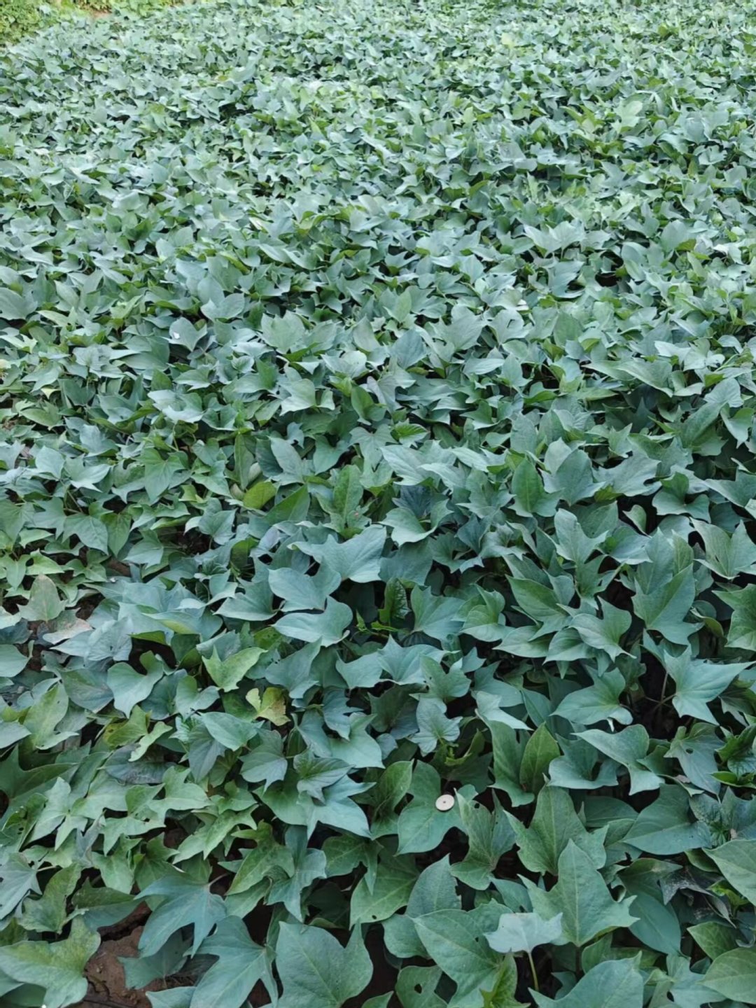 红薯秧子爬满地,想翻藤?9月动手的,大概率白忙一年