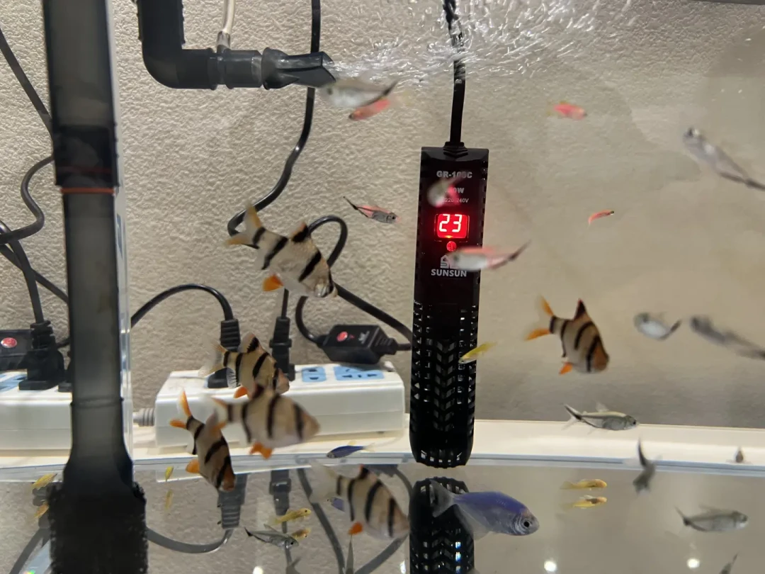 过滤没弄死裸缸,秋天的温差可能会:加热棒别等水温跌破22℃再上