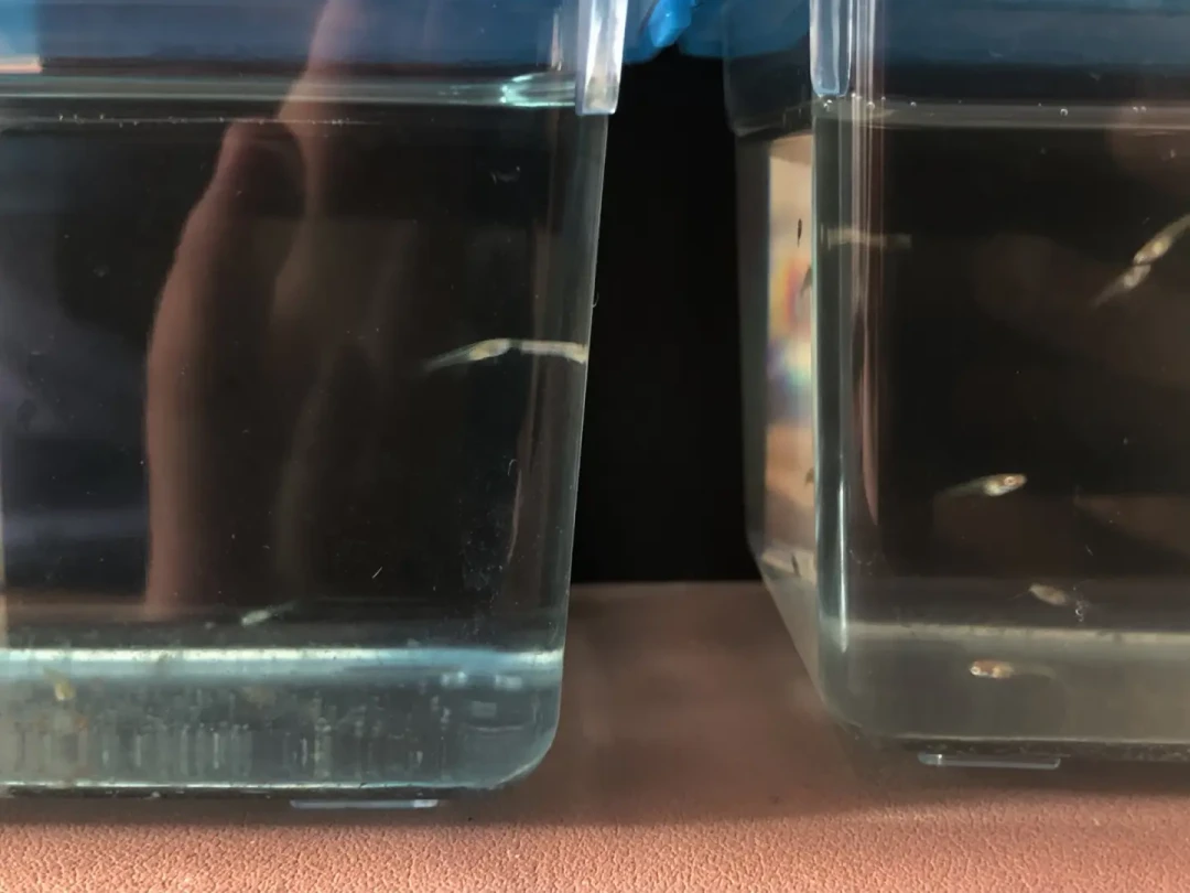 过滤没弄死裸缸,秋天的温差可能会:加热棒别等水温跌破22℃再上