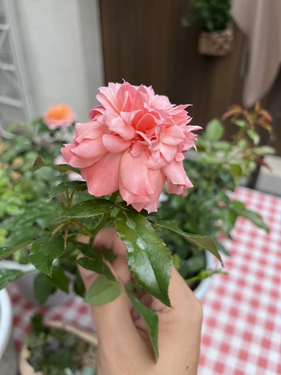 8月底开始的那场月季「淘汰潮」,动手起苗前先排除这4桩「假案」
