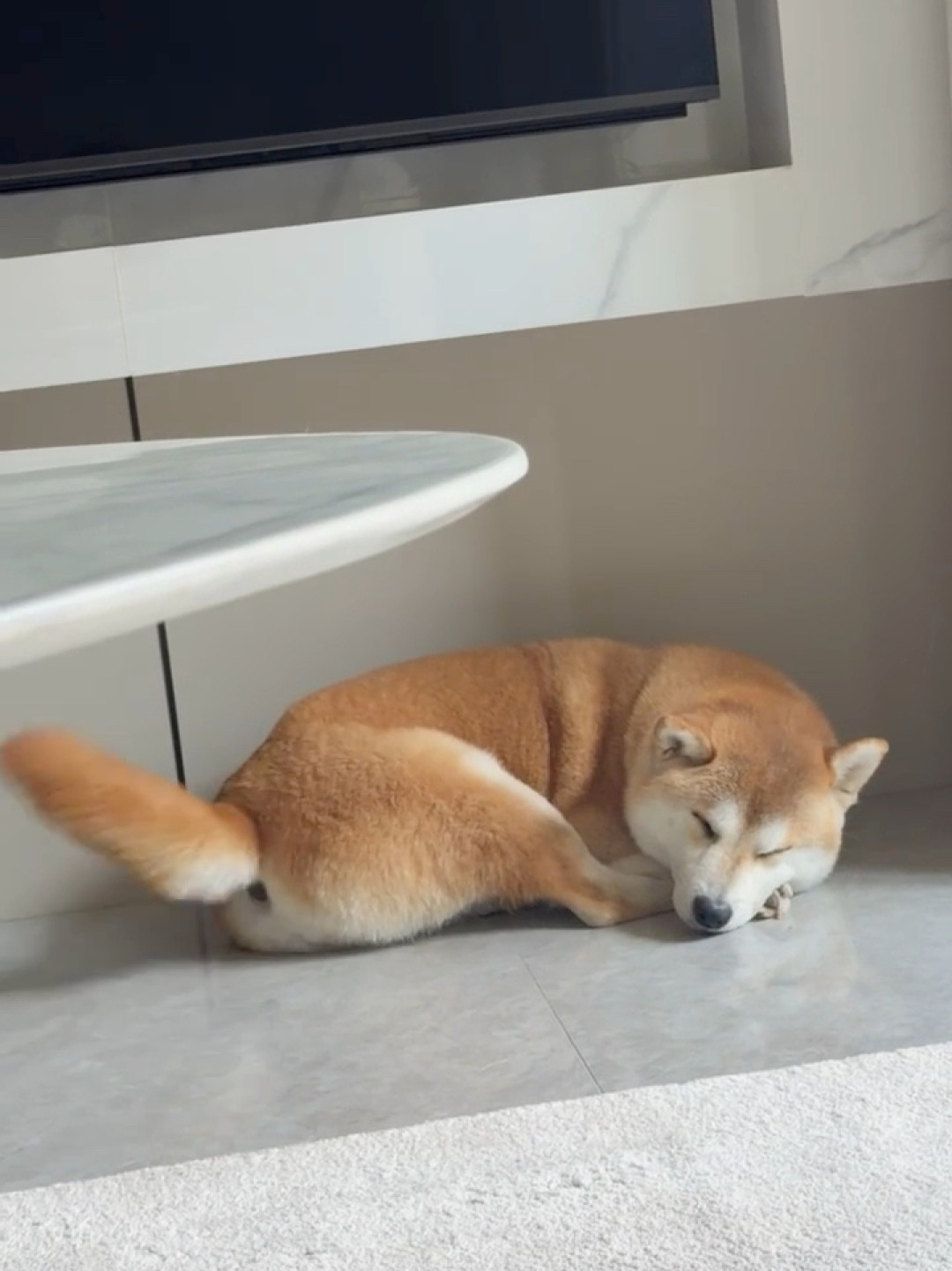 狗狗