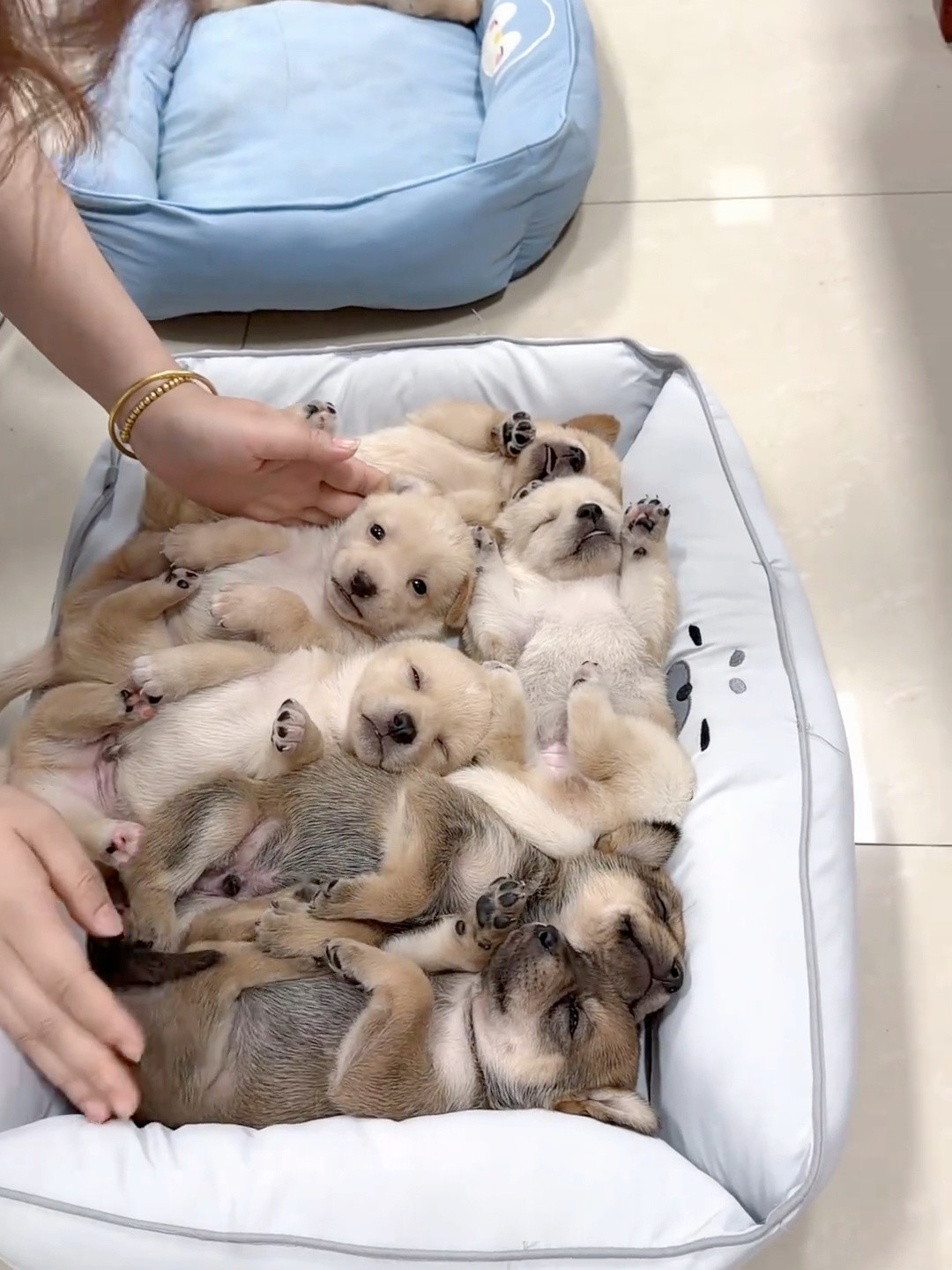 狗狗