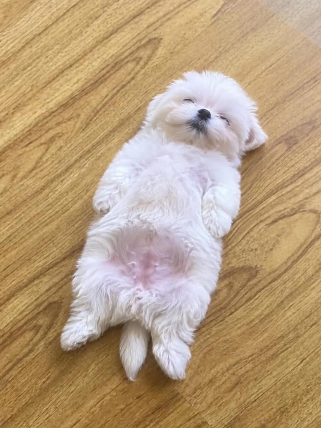 狗狗