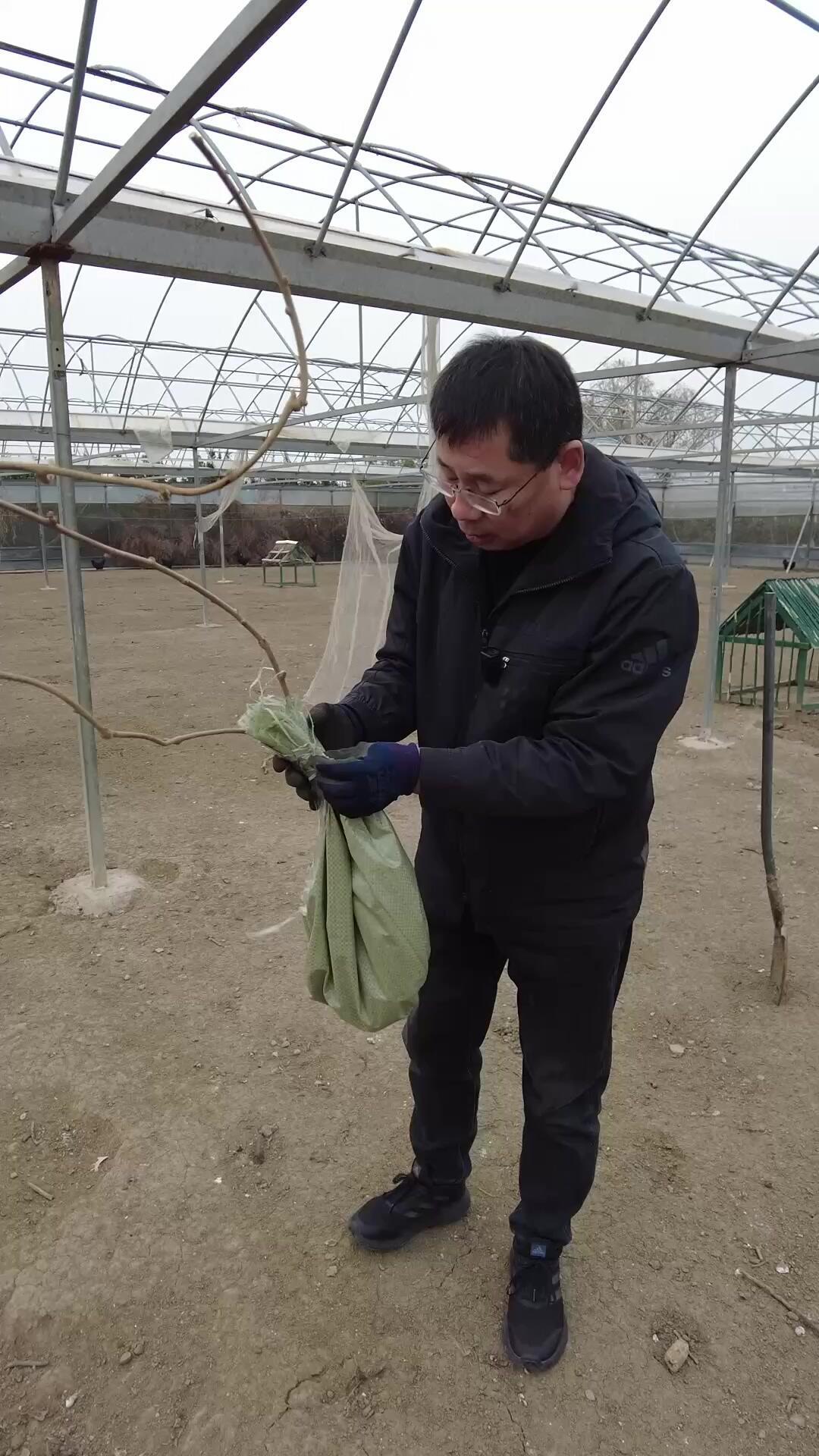 苗还没下地，坑已经挖好：九月买猕猴桃苗，先分清
