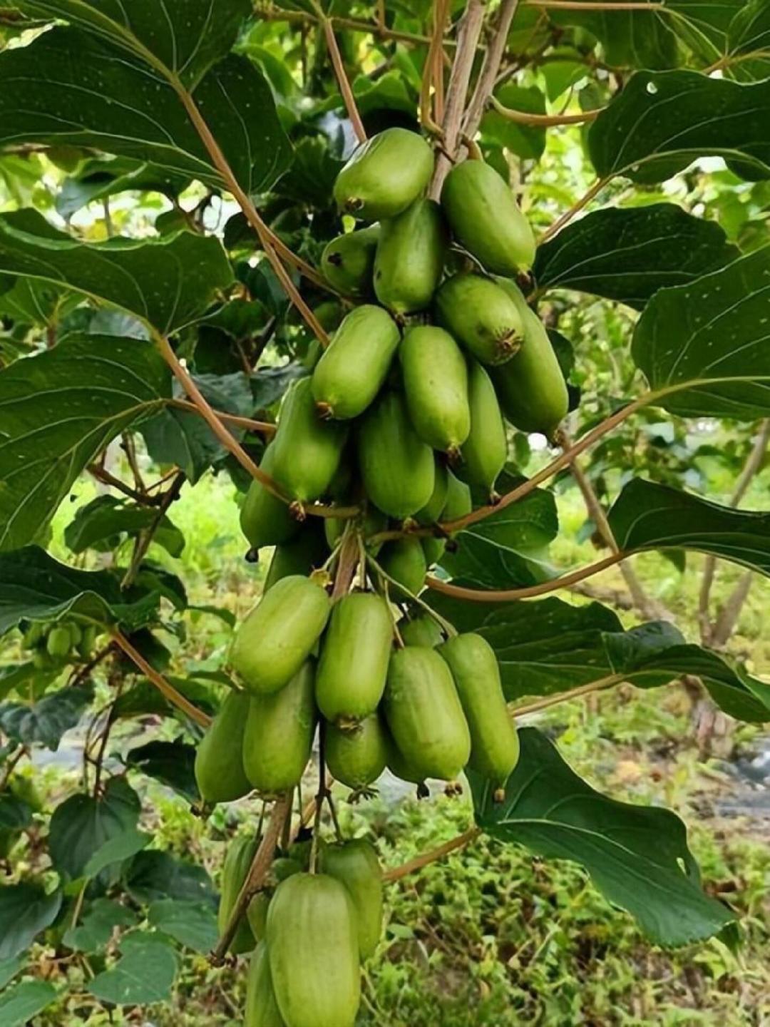 苗还没下地，坑已经挖好：九月买猕猴桃苗，先分清