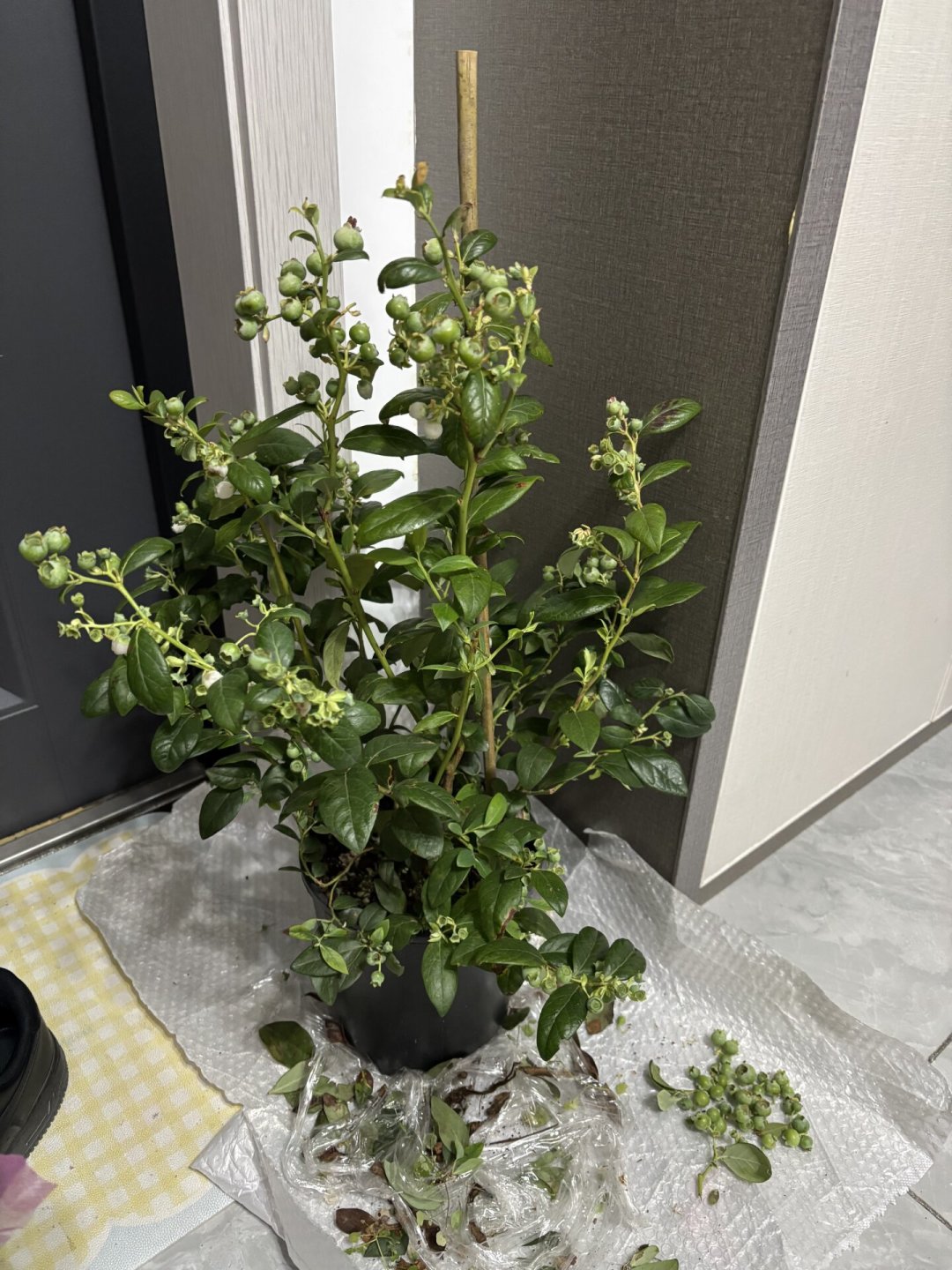 蓝莓跌到10元一盒,为什么还有月月百万盆苗成交:阳台“蓝莓自由”到底适合谁
