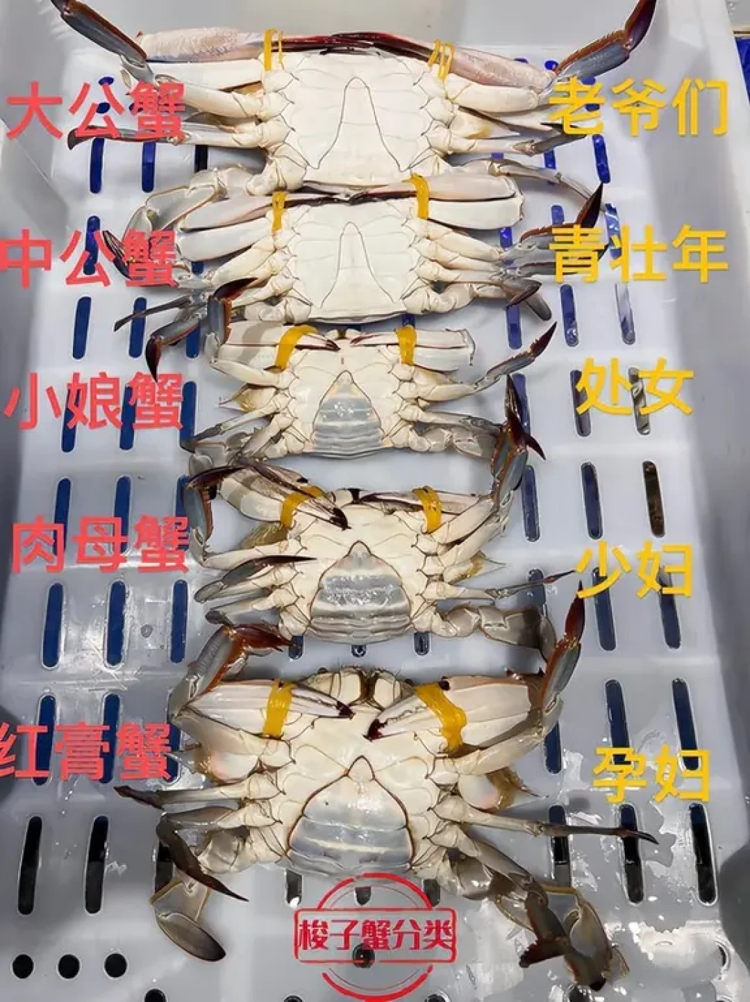 梭子蟹13元到79.9元,差价到底差在哪:开海季挑蟹三招+粤式清蒸参数表