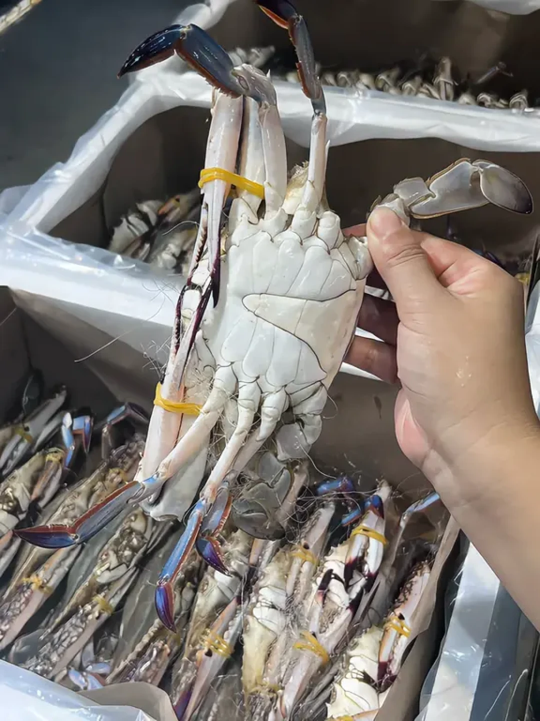 梭子蟹13元到79.9元,差价到底差在哪:开海季挑蟹三招+粤式清蒸参数表