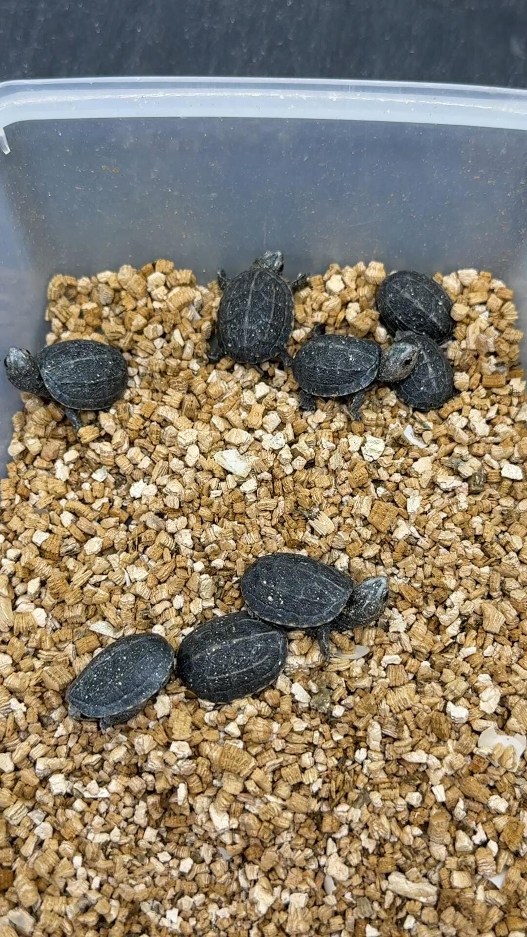 闲鱼搜不到