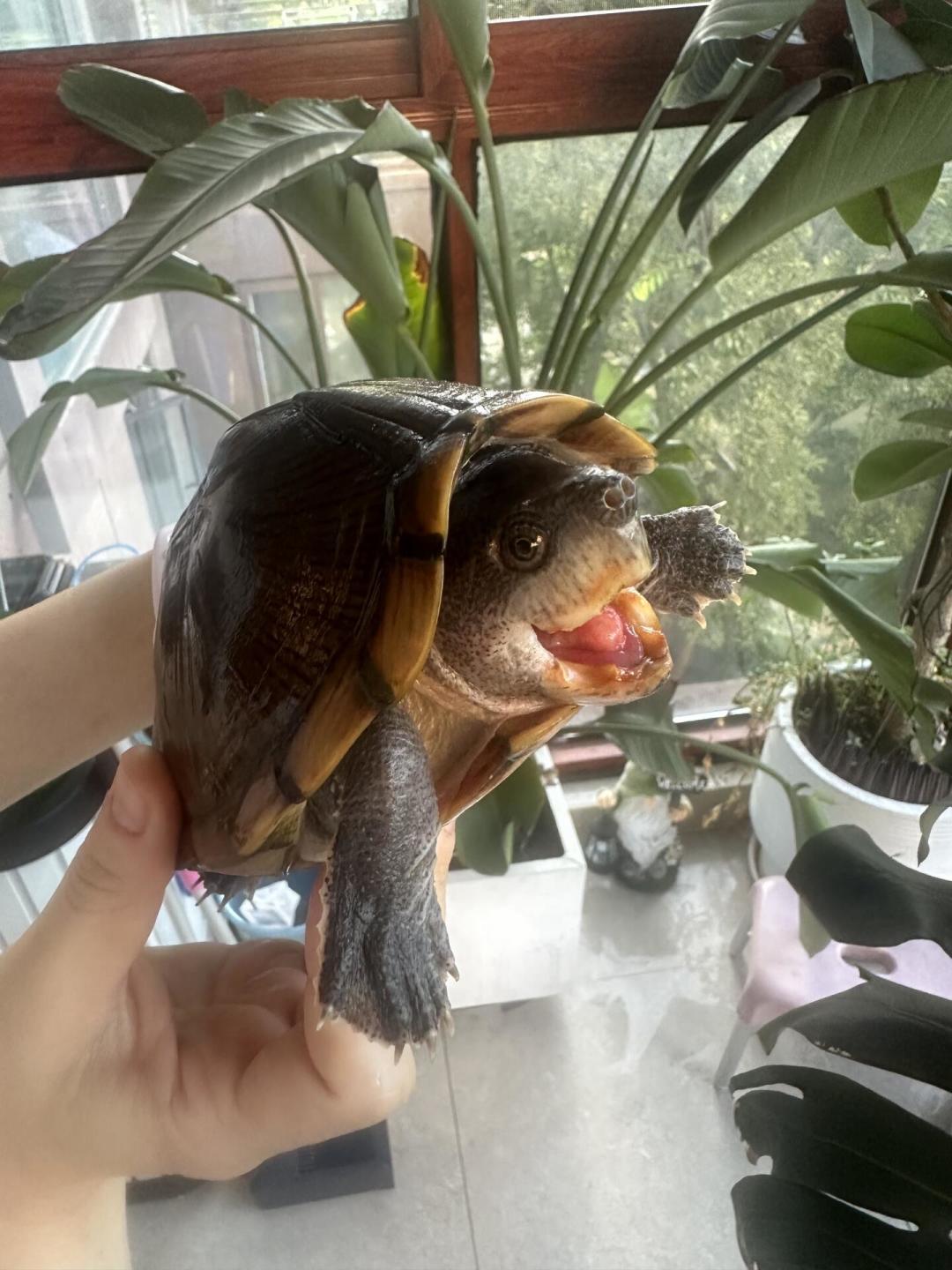 闲鱼搜不到