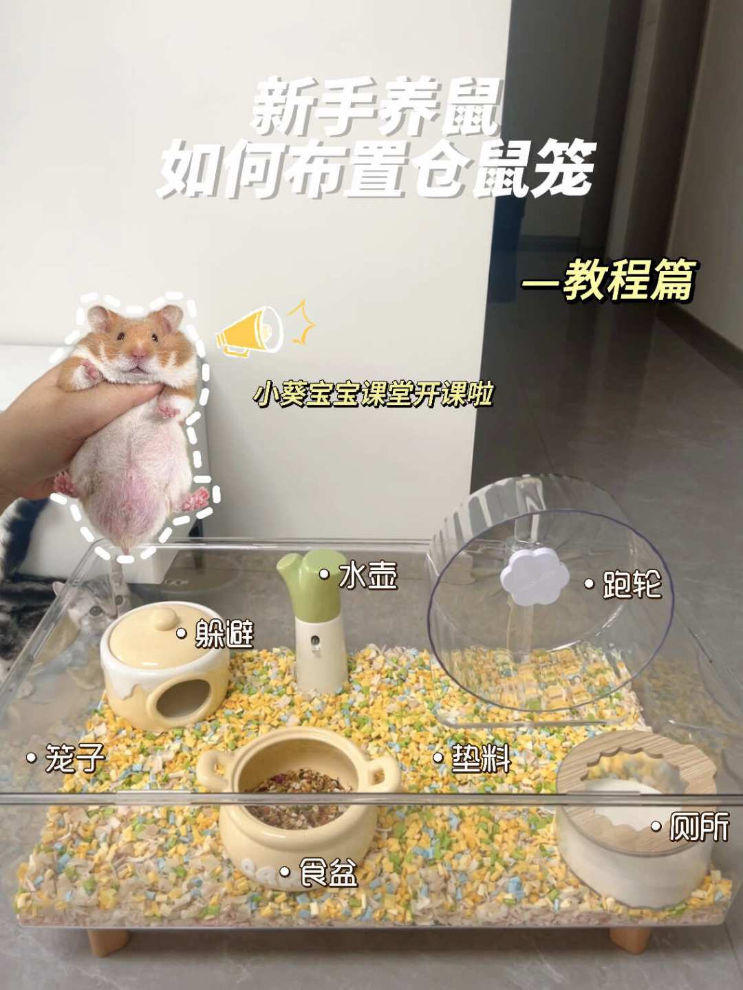翻完全网5万收藏的养鼠平替帖:6样真能省,4样智商税,3样千万别省