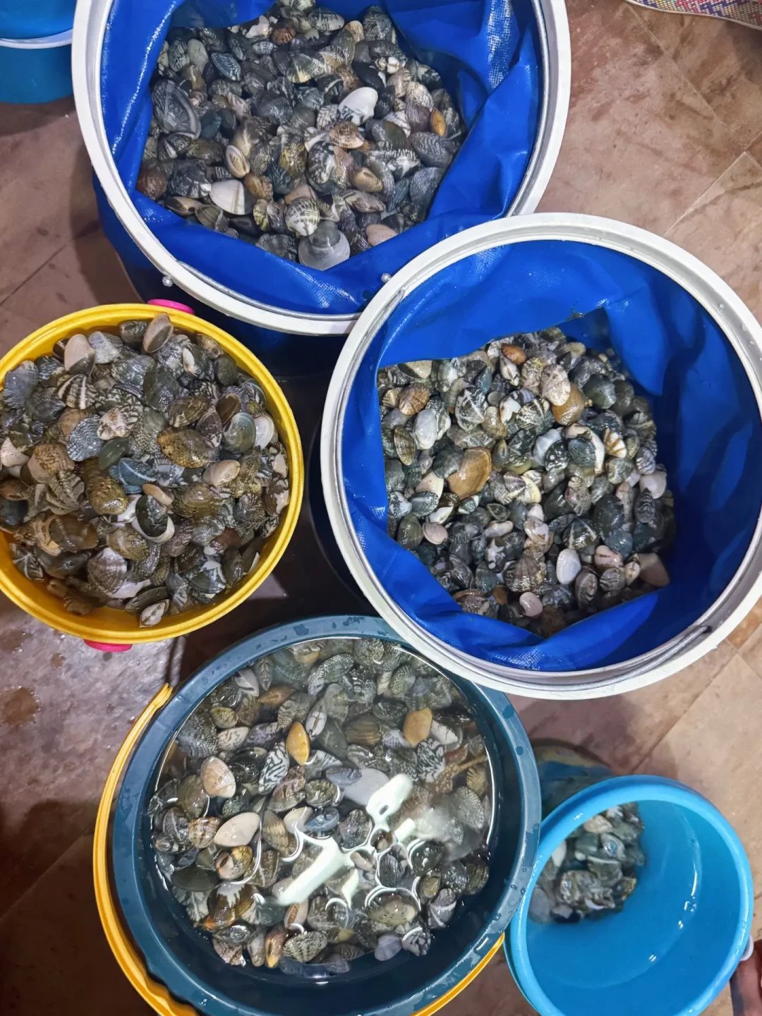 青岛海边3天救起4人:开海后第一个挖蛤蜊大潮窗口,先看看滩涂上“出事的人”都长什么样