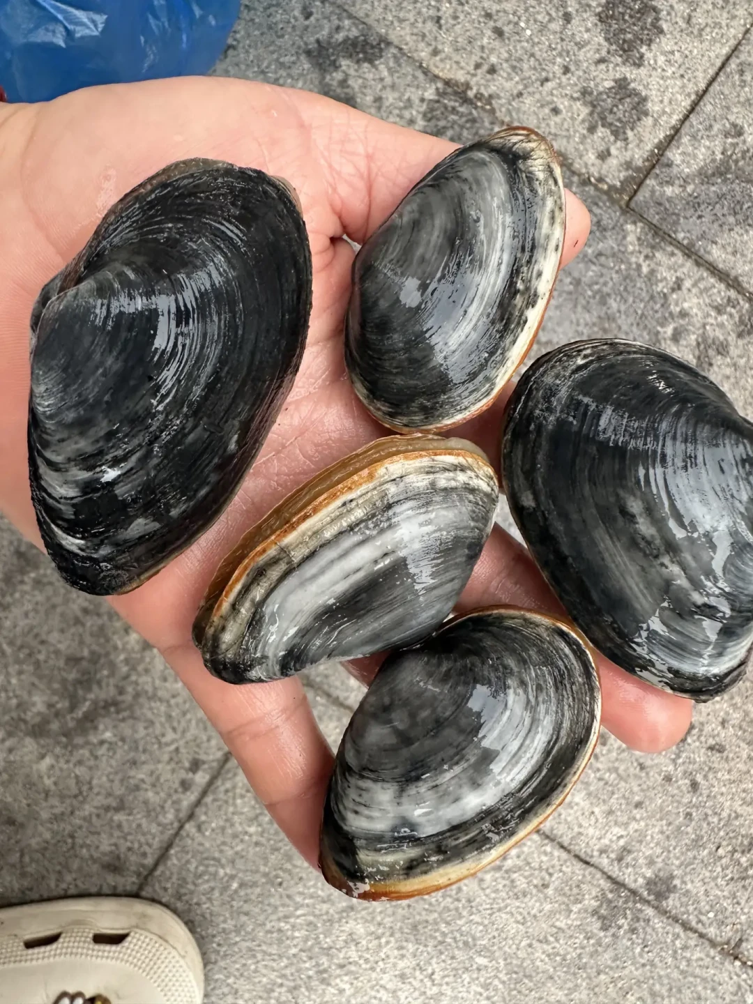 青岛海边3天救起4人:开海后第一个挖蛤蜊大潮窗口,先看看滩涂上“出事的人”都长什么样