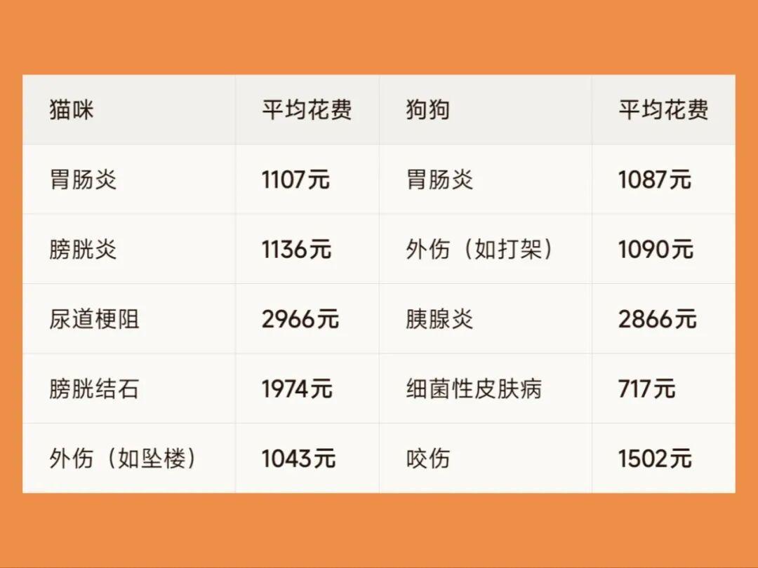 10岁老狗被拒了三次才通过:翻完8月新一批宠物险的年龄条款,投保窗口比你以为的窄