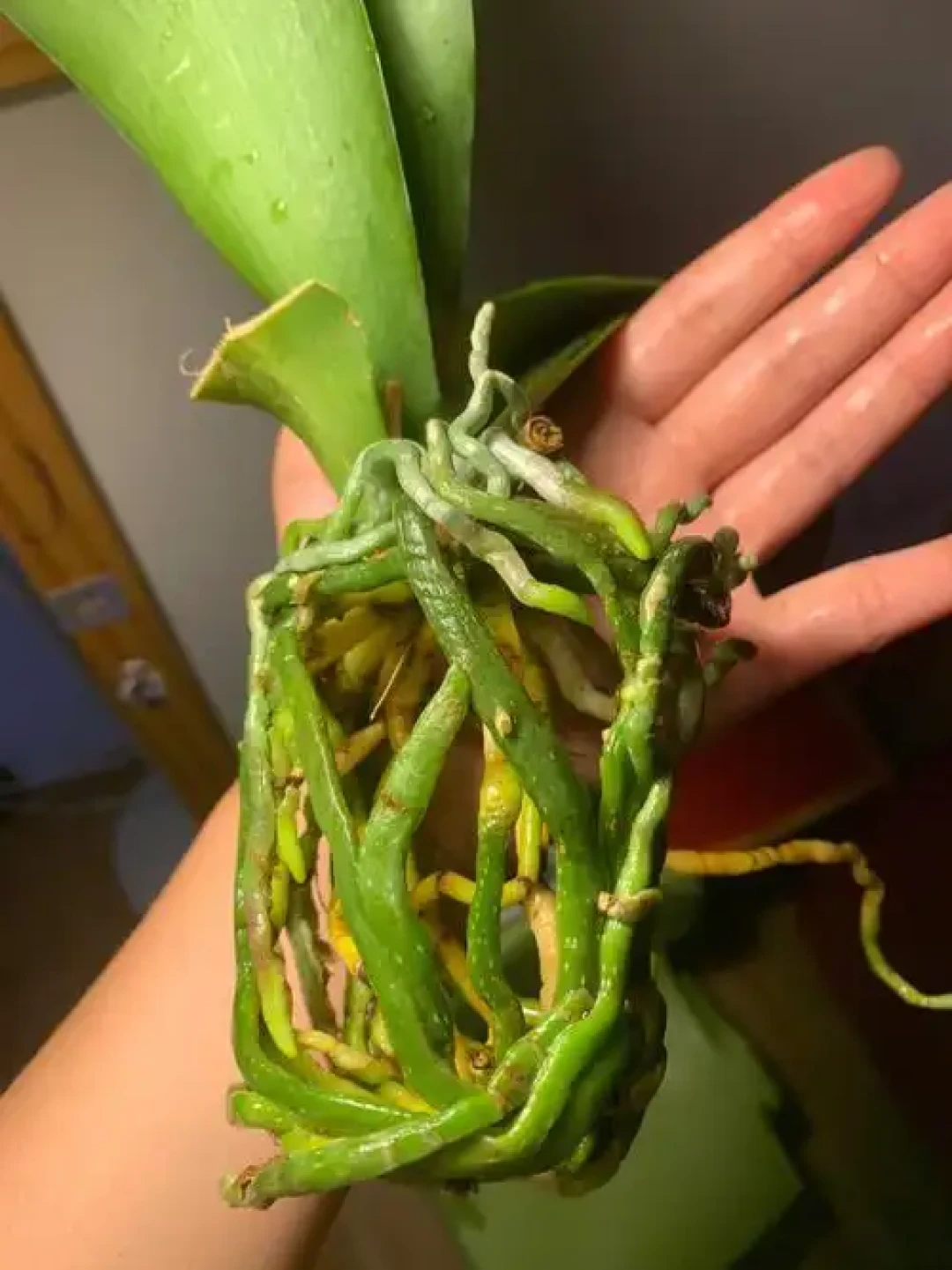 有人说9月是换盆黄金期,有人说秋天翻盆=半棵命:我把该动、该等、该救的三类花理清了