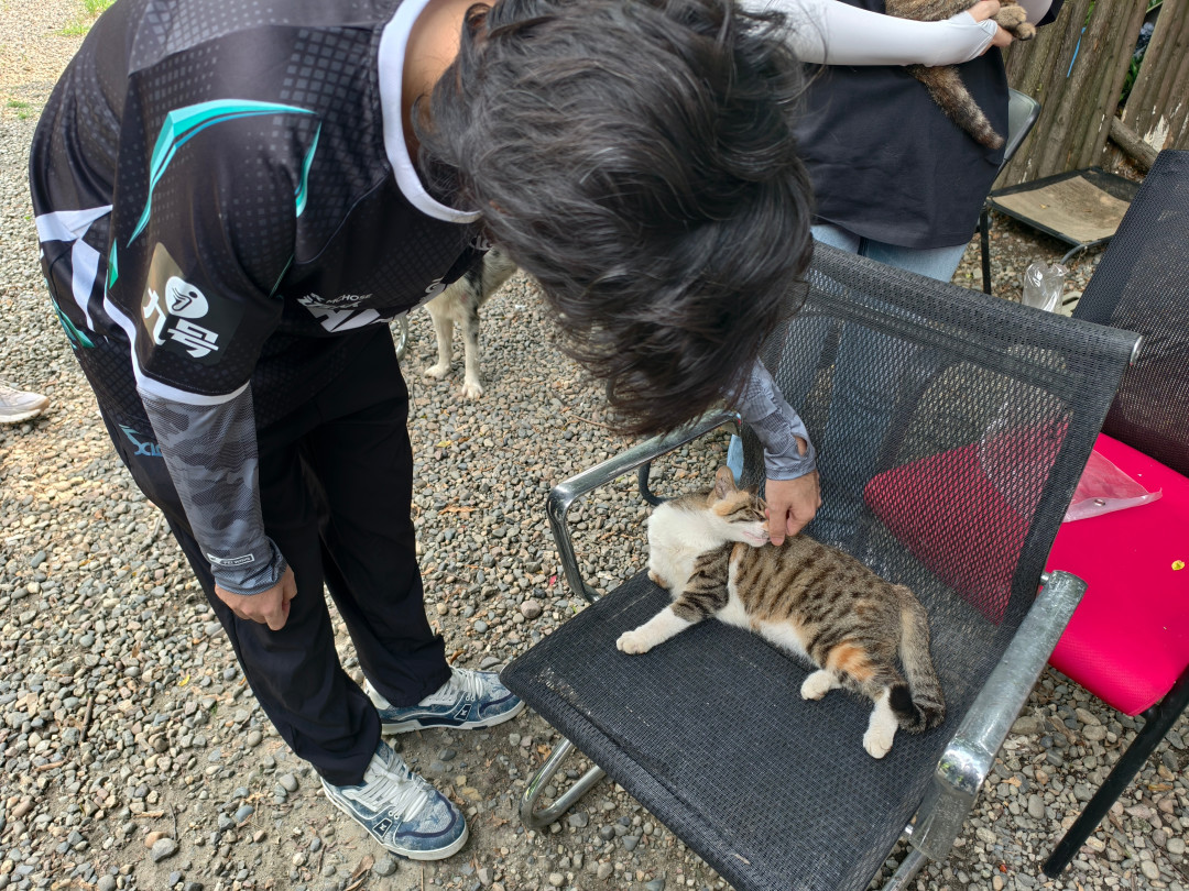 8月15日法典生效后,婚宴剩菜还能带给救助猫狗吗?我翻了条款、律师解读和这半个多月的约单帖,整理出能照着做的版本