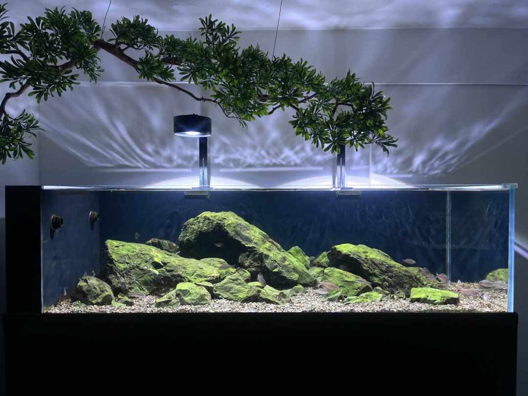 入秋温差一拉大,溪流缸的鱲就纷纷冒白点:别照热带鱼那套升温32℃,冷水原生鱼有自己的治疗上限