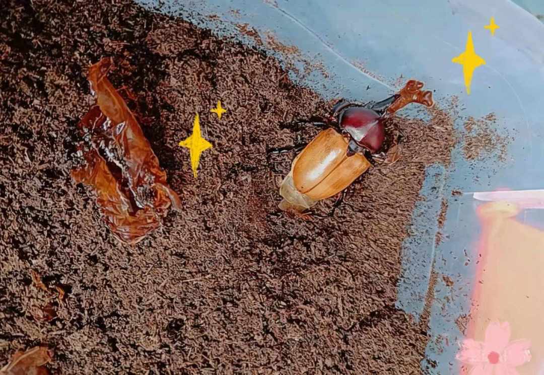 9月别再买独角仙成虫了:成虫在清尾,幼虫刚进入手窗口,过冬成本和三个坑一次说清