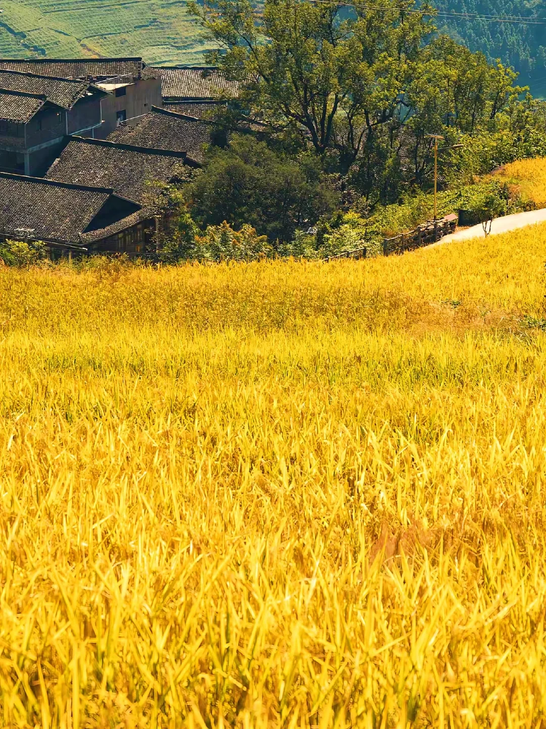 中秋国庆只隔3个工作日：推车家庭别急着抢13天，先把这张客流价格表看反了