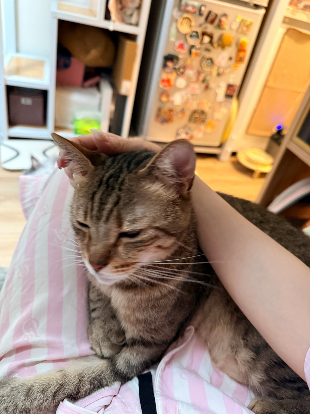 猫撸着撸着突然咬人?不是示爱也不是讨厌你:4种咬法,4种处理