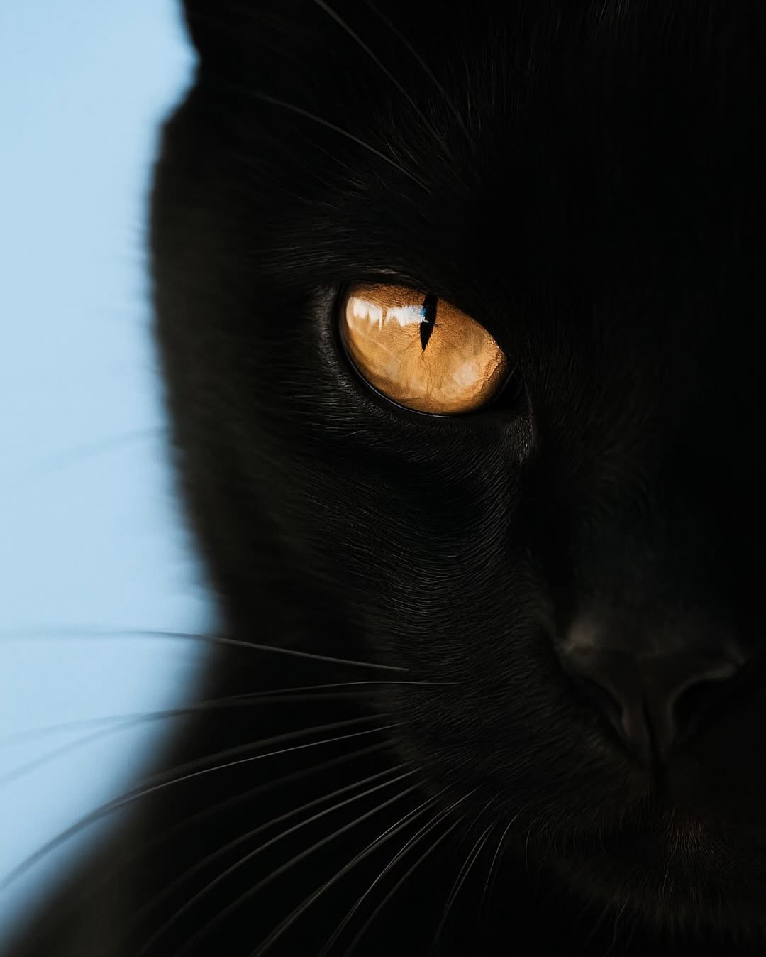 猫撸着撸着突然咬人?不是示爱也不是讨厌你:4种咬法,4种处理