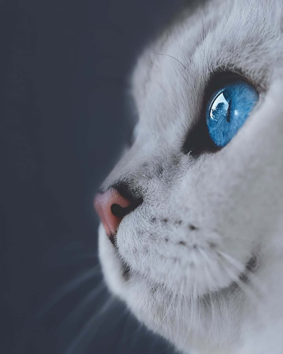 猫撸着撸着突然咬人?不是示爱也不是讨厌你:4种咬法,4种处理