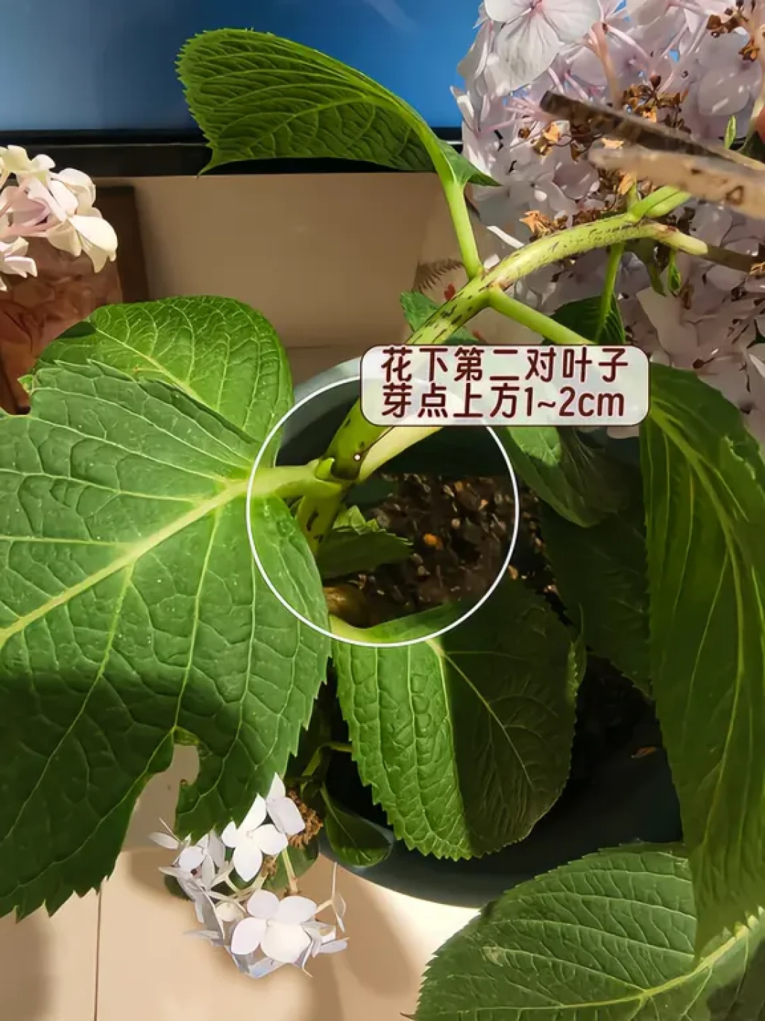 绣球修剪的“死线”吵成三个版本:7月底、8月15、8月底——翻完30多篇帖,9月该不该动剪刀看这3问