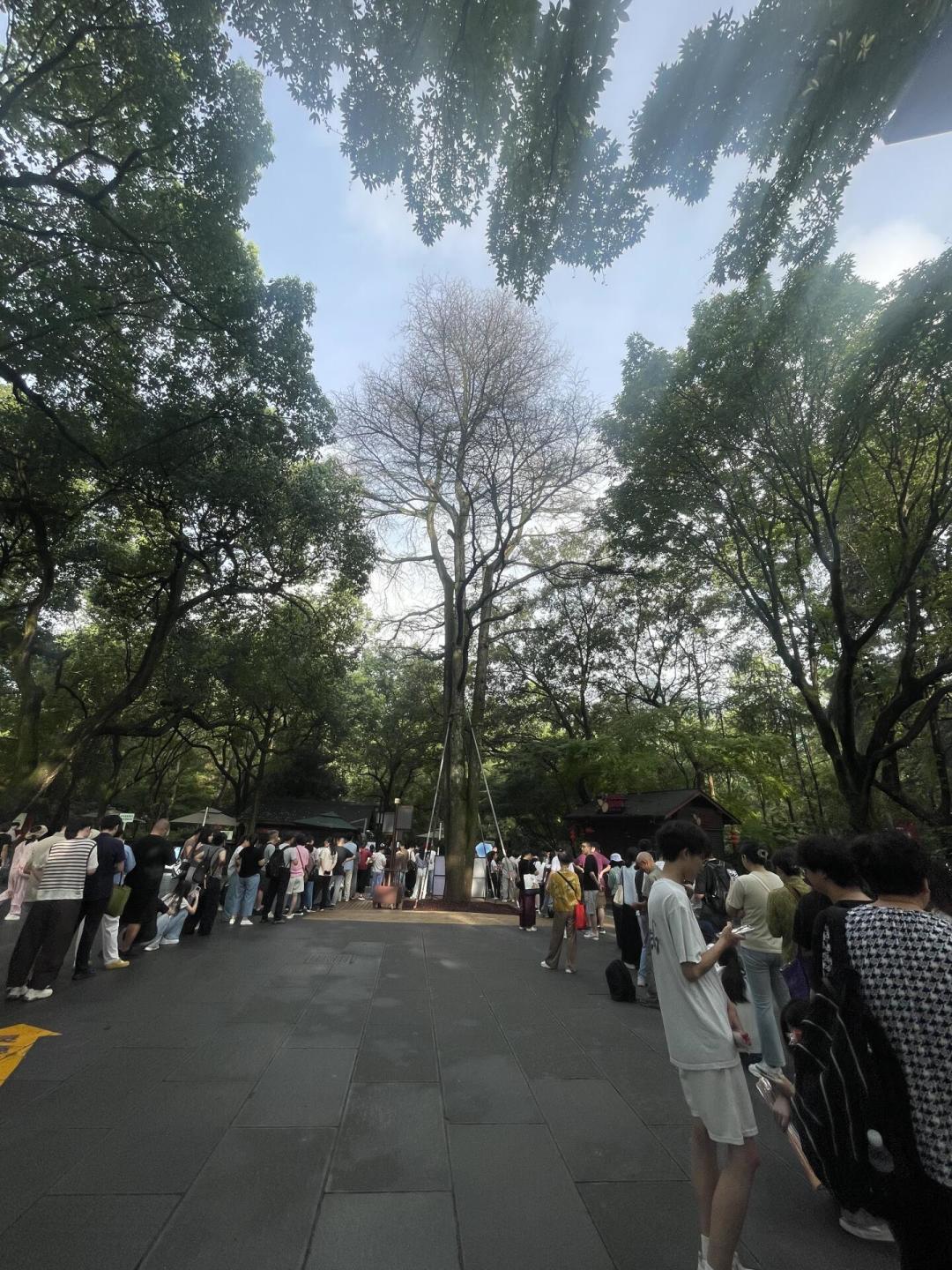 灵隐寺免票后的第一个国庆:翻完八九月20多条实况,搞明白几点去能躲开队伍