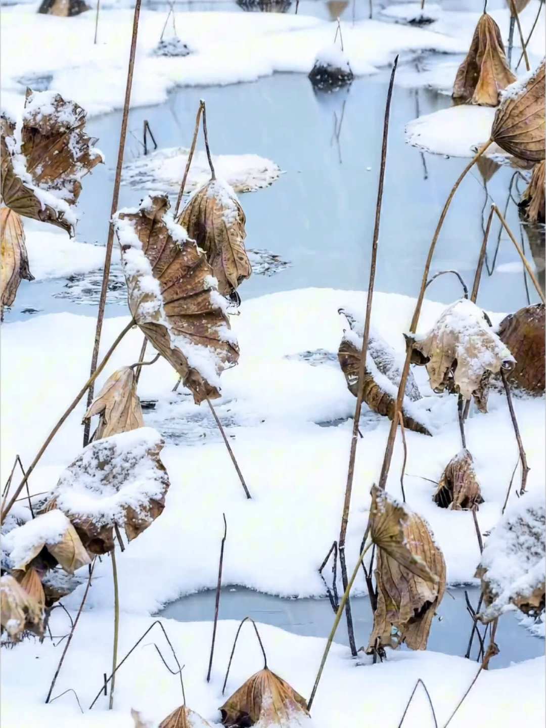 她说“我最不喜欢李义山的诗”,可书里另外三处都在替她“反水”:今年这场刷屏的争论,我对着原著核了一遍