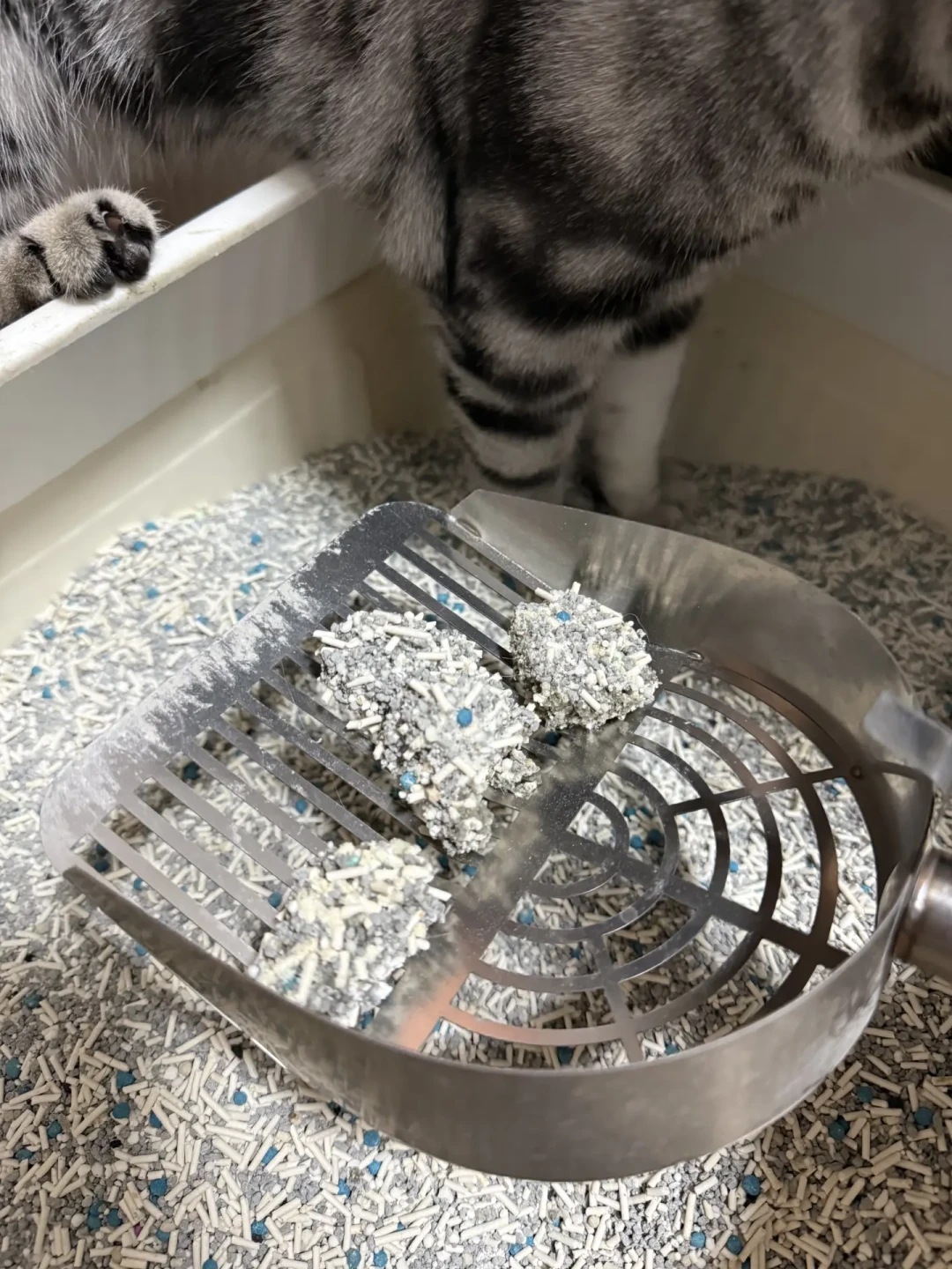 猫砂别急着原价囤:翻完全网混砂配方和翻车帖,我整理出「3块多一公斤」的配法和下半年囤砂节奏
