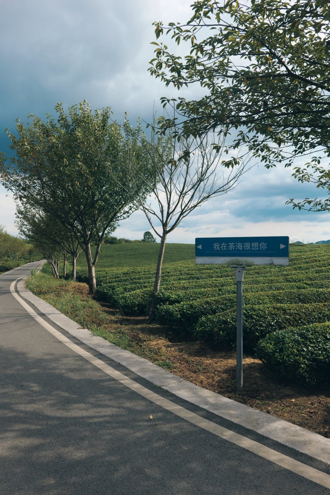 以为采茶只能等明年三月？对了一圈各茶区消息：秋茶已经开采，更香更便宜人还少，但出发前得先确认三件事。