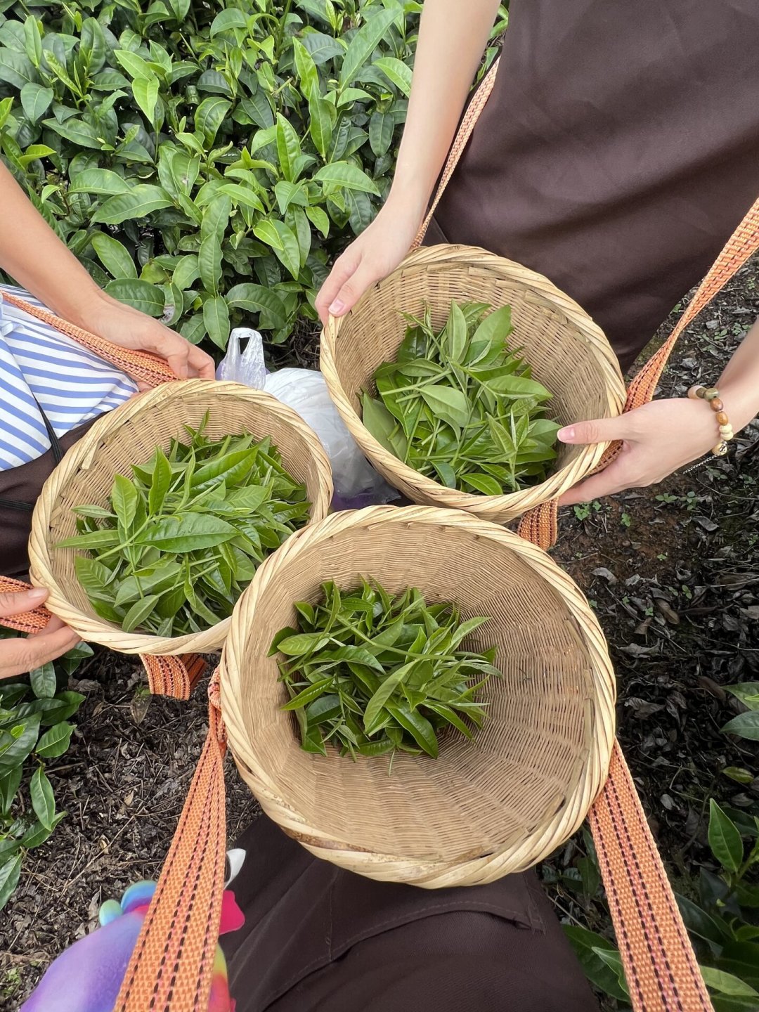以为采茶只能等明年三月？对了一圈各茶区消息：秋茶已经开采，更香更便宜人还少，但出发前得先确认三件事。