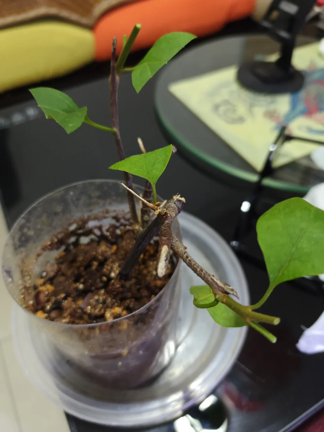 别只盯着生根看秋季扦插——真正的分水岭是初霜：有根和没根的苗，初霜倒计时各有打法