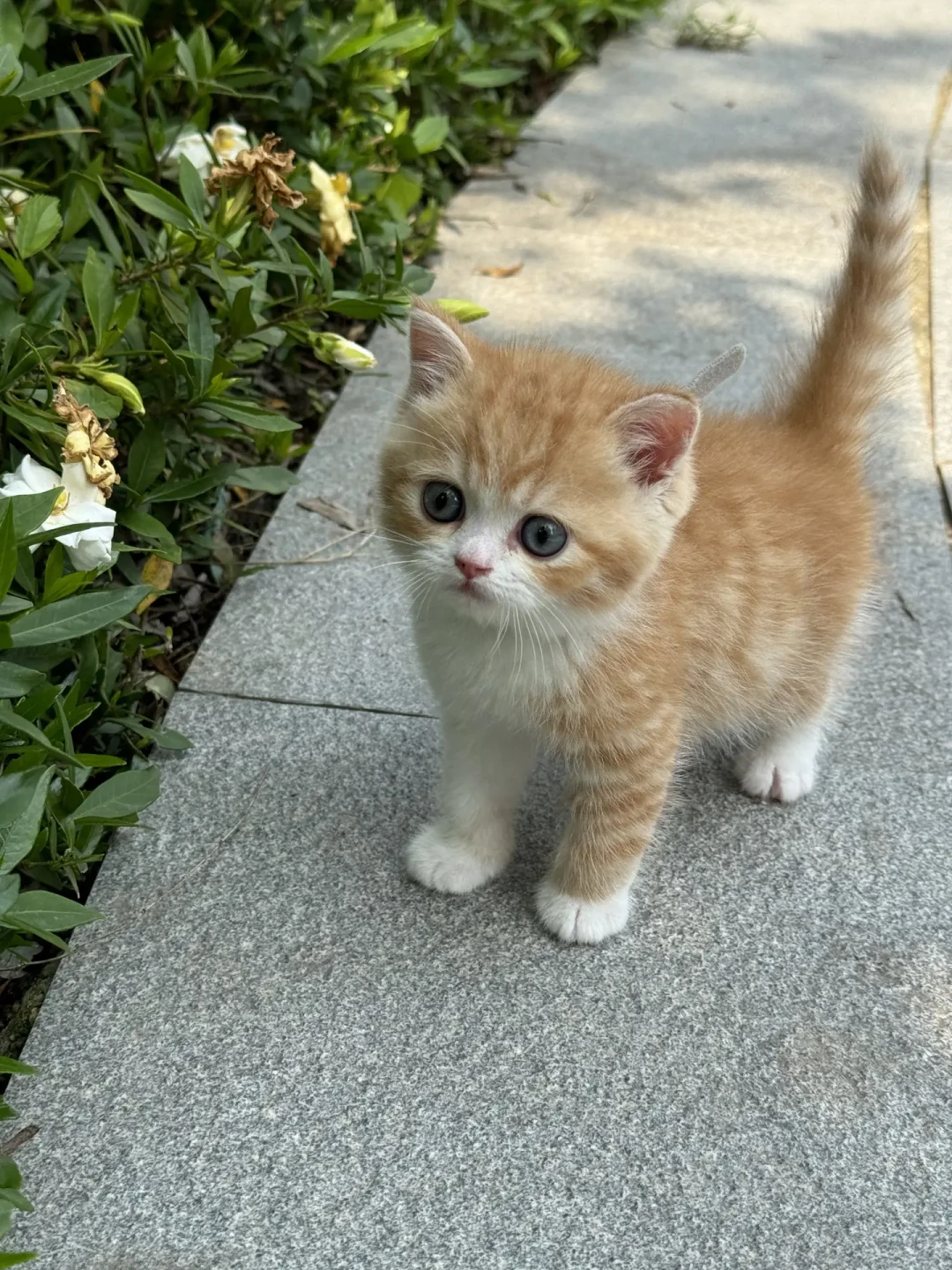 你家猫的