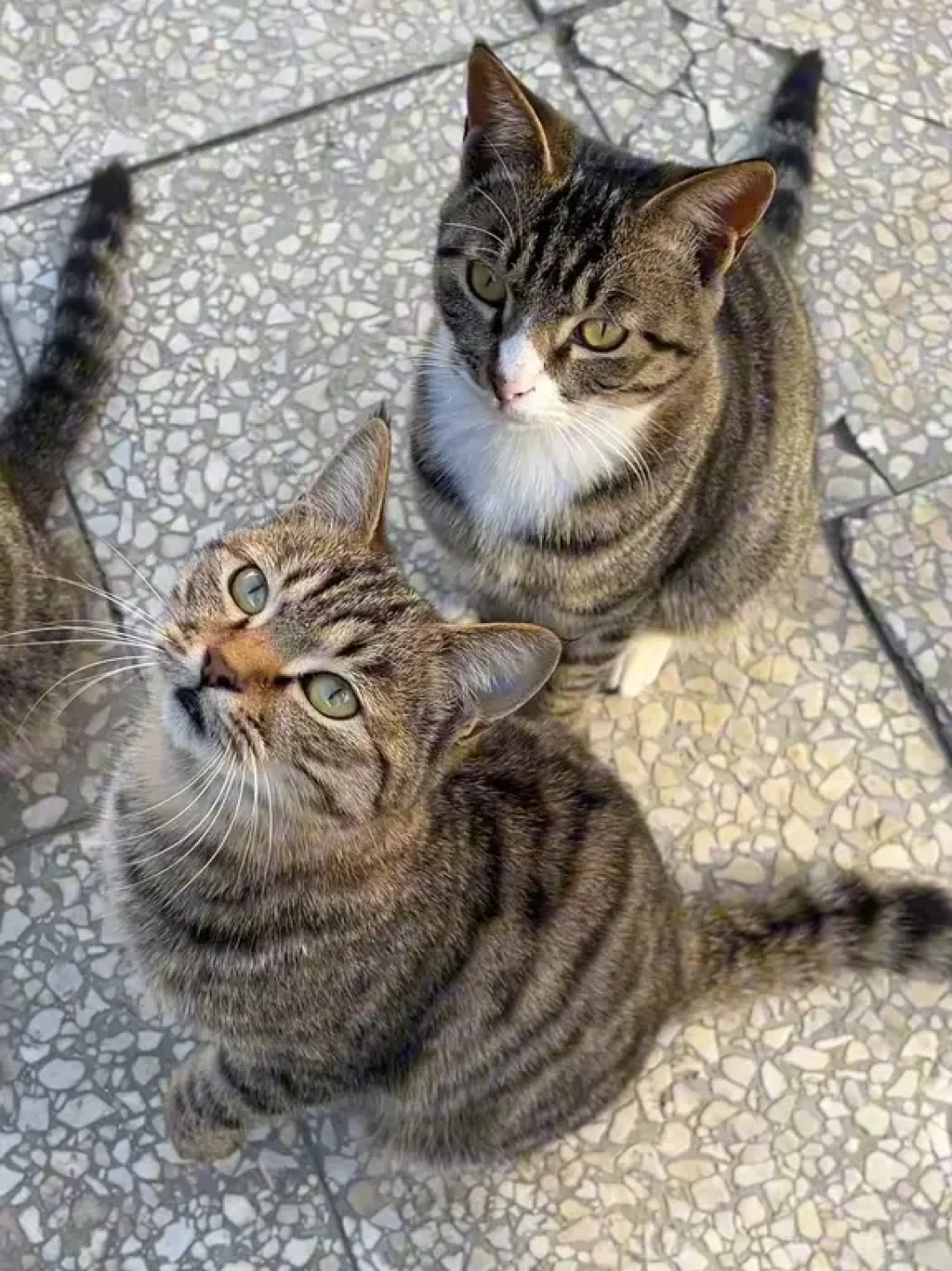 你家猫的
