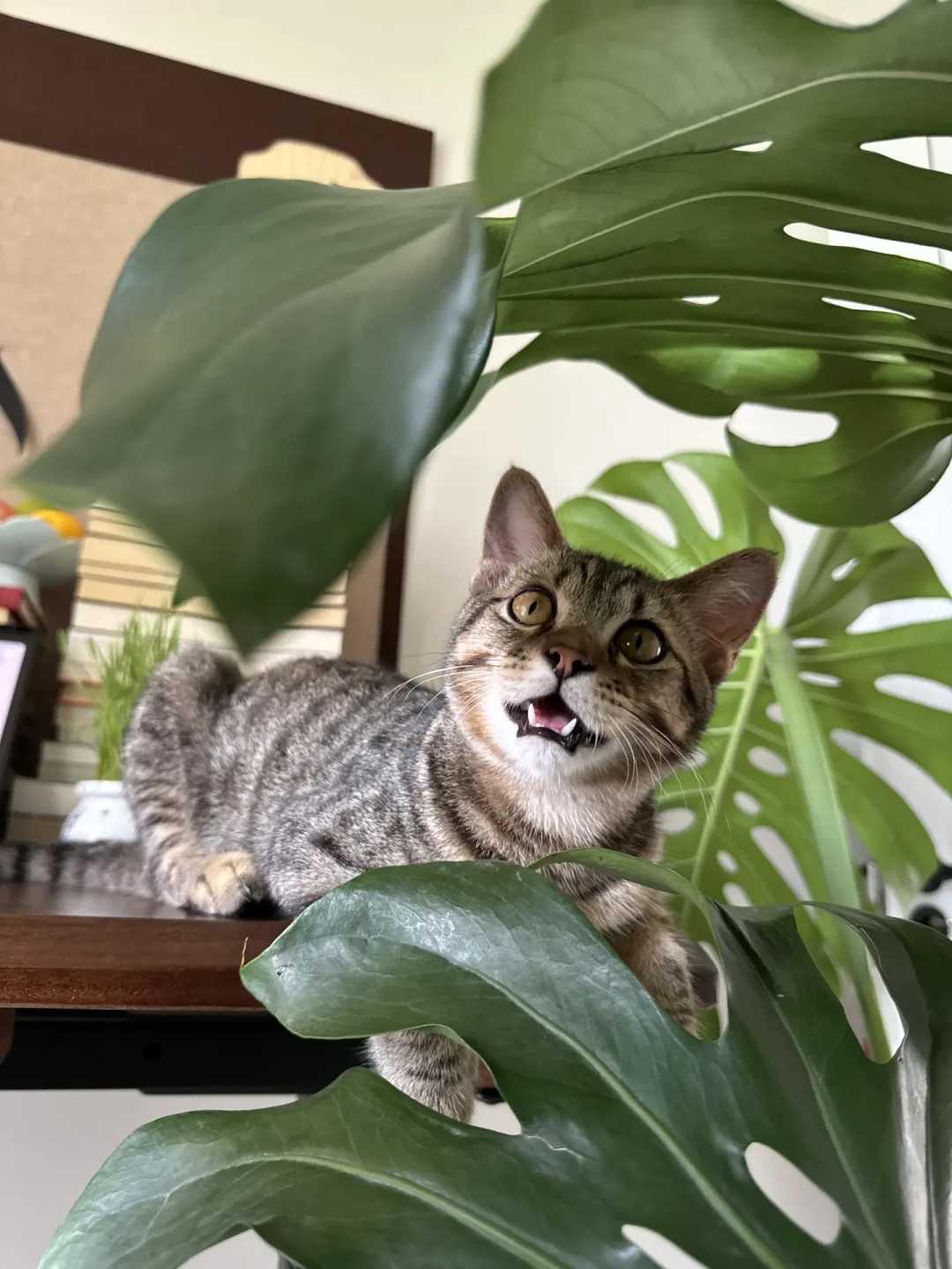 你家猫的