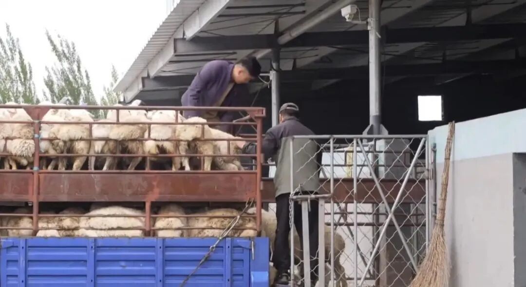 羊肉收购价同比涨2-3元,出栏季已经启动:9月囤肉窗口期,把在家烤串的账算清