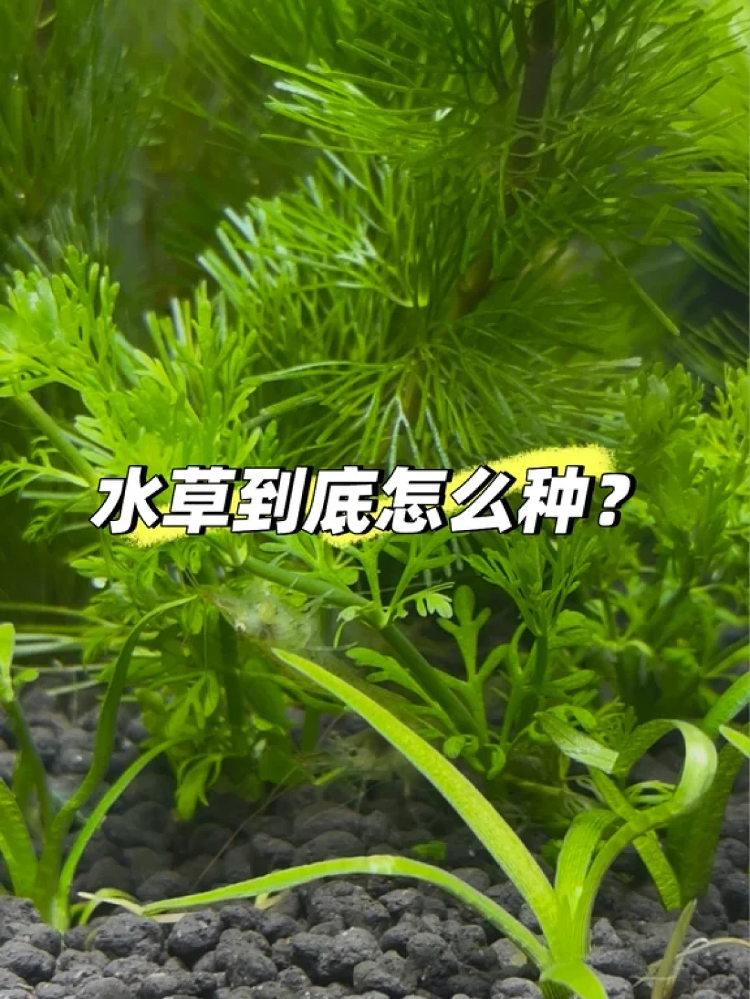 9.9元一杯的“无藻无螺”无菌杯水草,新手到底是福音还是坑?我把B站翻车视频和小红书踩坑帖摆在一起:新开缸可买,这4种情况别下单